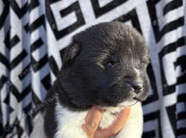 Beautiful KC Registered American Akita Puppies