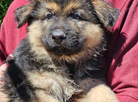 7 Big bone straight back German Sheperd Puppies for sale