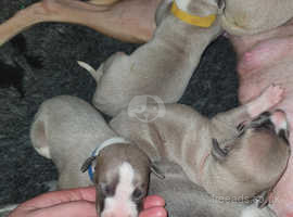 Kc registered whippets for hot sale sale