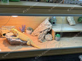 Male Bearded Dragon