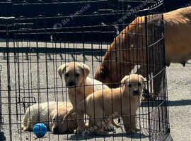 KC PUPPIES READY NOW