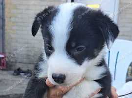 Border Collie Puppies