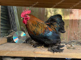 Young Cochin cockerel