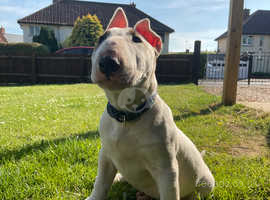 Male English Bull Terrier puppy