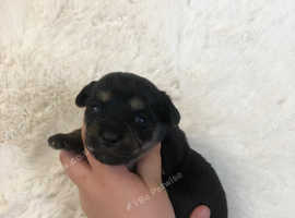 cavachons puppies