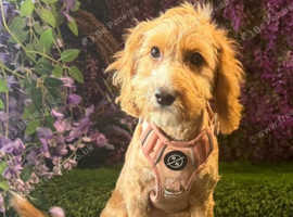 F1 apricot and white mini Cockapoo 5 months old
