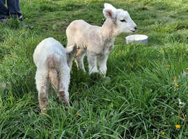 Two lambs from different stock. One male and one female