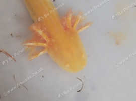 Baby axolotl for sale