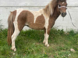 Shetland colt