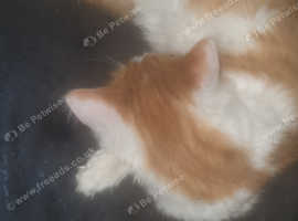 1 female 7 month old kitten