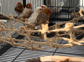 Zebra finches