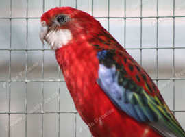 Crimson cock  Roselle