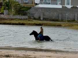 6yo welsh D mare