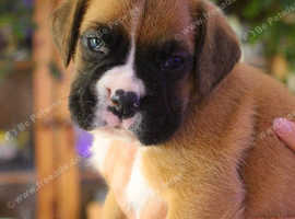 KC Registered Boxer Puppies 4 Dogs 2 Bitches
