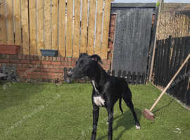 Cross lurcher