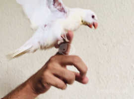 Silly tame Albino Ringneck Baby