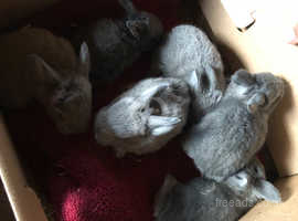 Unexpected litter Silver Fox Baby Rabbits