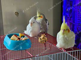 3x cockatiels