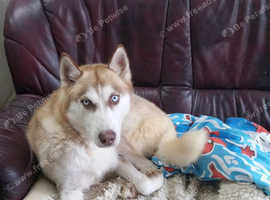 Siberian husky