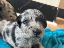 Blue merle collies x kelpie