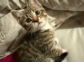 Tabby kitten cross