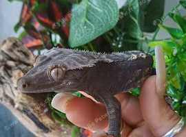 Crested geko