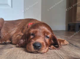 Irish Setter Puppies