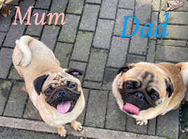 STUNNING PUG PUPPIES!!