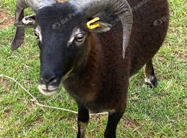 Soay rams for hire or sale