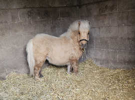 Spsbs registered yearling palomino colt