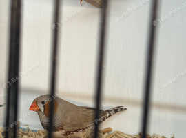 Male pied zebra finch