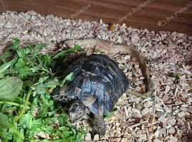 Male tortoise