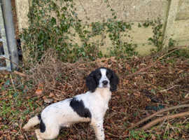 Fantastic part trained spaniel