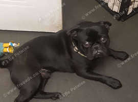 Pug / French Bulldog male