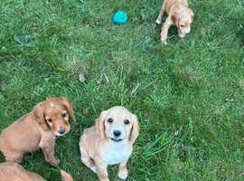 READY TO GO cocker spaniel puppies