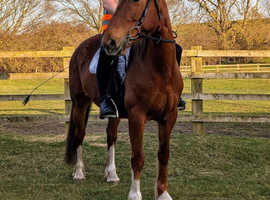 Welsh d x Hanoverian
