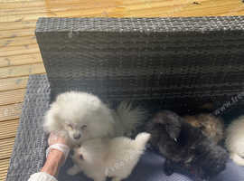 Beautiful Pomeranians Puppies 3 little boys and one girl