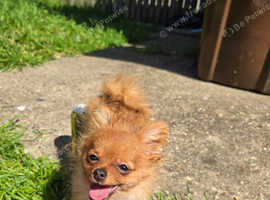 Minature Pomeranian for New Home - £850