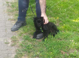 Beautiful Scottie x Yorkie