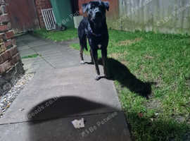 Crossbreed labrador mix