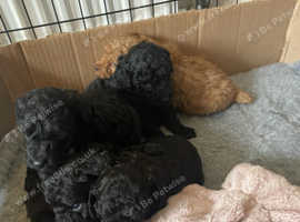 Female miniature shop poodle for sale