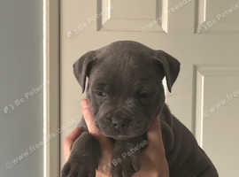 Blue Staffordshire bull terrier's puppies for sale