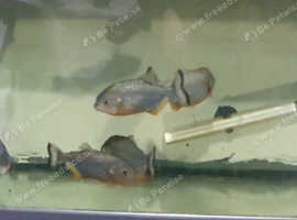5x. 8months old Piranha For sale