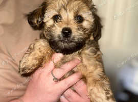 2 beautiful female maltipoo's