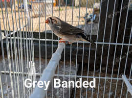 Selection of zebra finch including black cheeks from £6