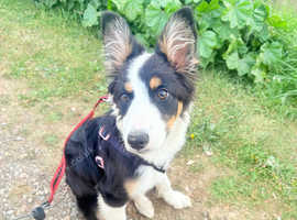 Border collie female