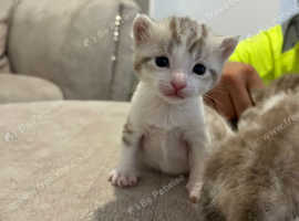 Stunning Bengal Cross Kittens for Sale - 3 Beautiful Females