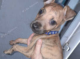 Lurcher pups