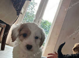 Double Doodles minature F1 Cockerpoo x F1 Cavapoo
