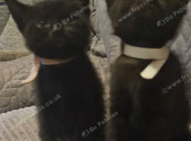 2 bombay kittens for sale